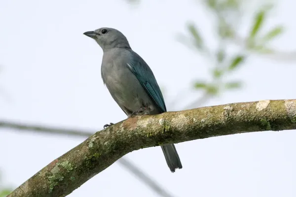 File:Sayaca Tanager (Thraupis sayaca) (8077700542).jpg