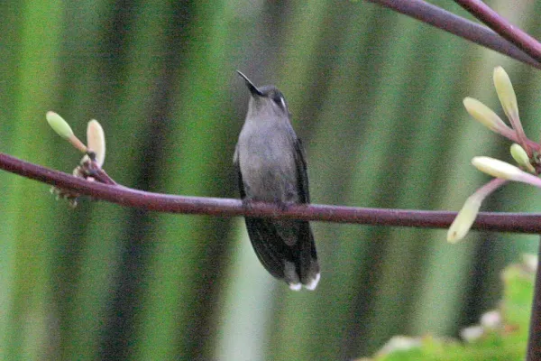 File:Plovercrest (Stephanoxis lalandi) (8077712095).jpg