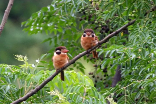 File:White-eared Puffbird (Nystalus chacuru) (8077713621).jpg