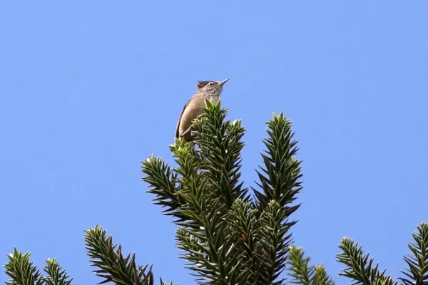 File:Araucaria Tit-Spinetail (Leptasthenura setaria) (8077705242).jpg