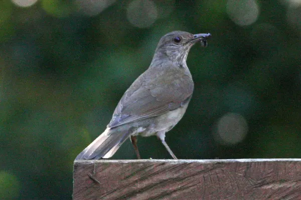 File:Pale-breasted Thrush (Turdus leucomelas) (8077709832).jpg