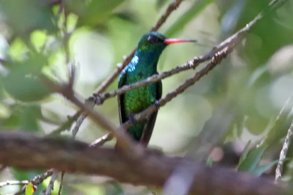 File:Glittering-bellied Emerald (Chlorostilbon lucidus) (8077713220).jpg
