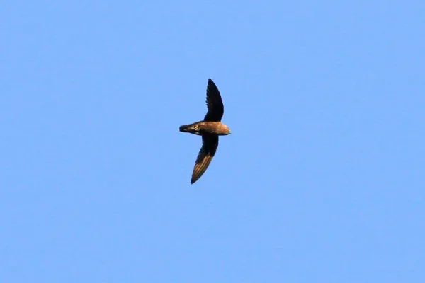 File:Great Dusky Swift (Cypseloides senex) (8077723523).jpg
