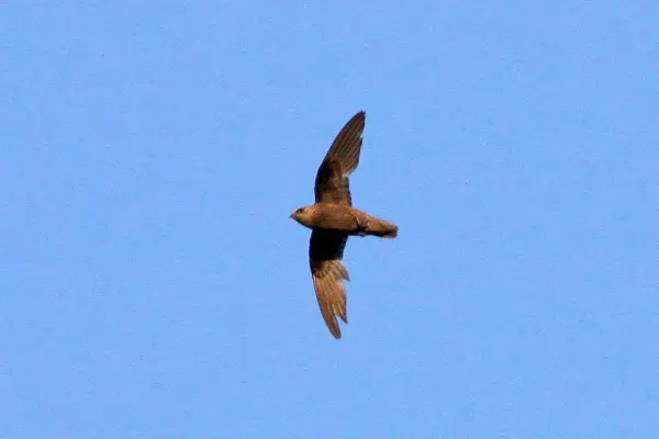File:Great Dusky Swift (Cypseloides senex) (8077723933).jpg
