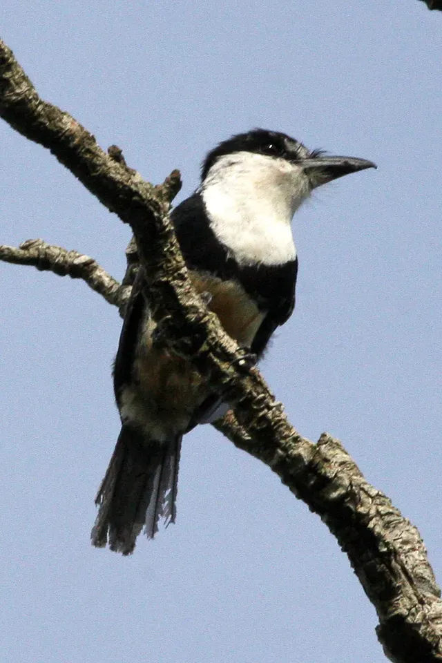 File:Buff-bellied Puffbird (Notharchus swainsoni) (8077727591).jpg