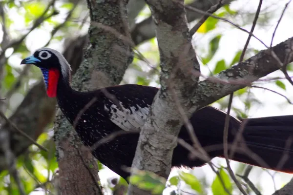 File:Black-fronted Piping-Guan (Pipile jacutinga) (8077719038).jpg