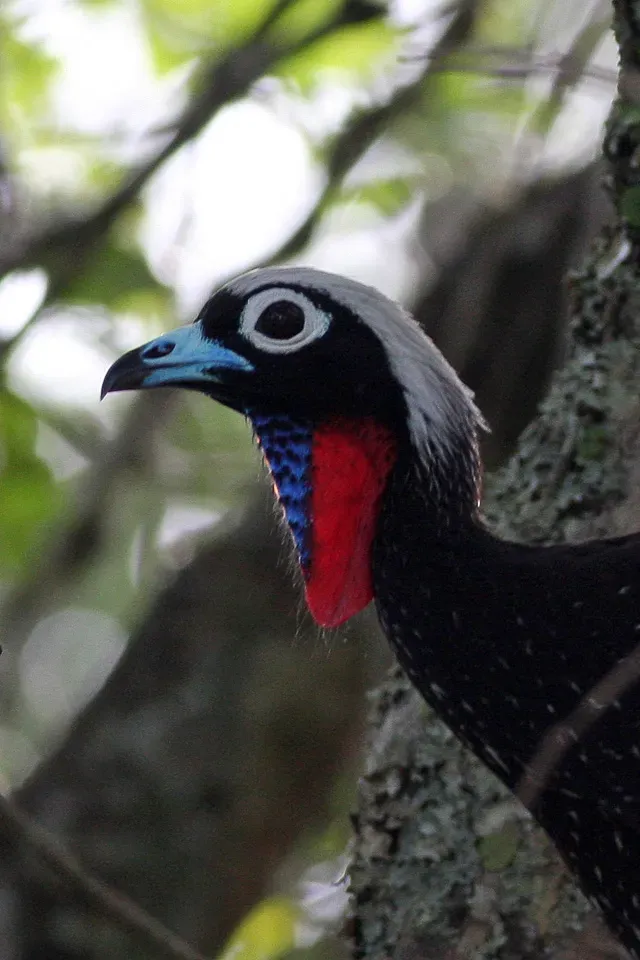 File:Black-fronted Piping-Guan (Pipile jacutinga) (8077719470).jpg