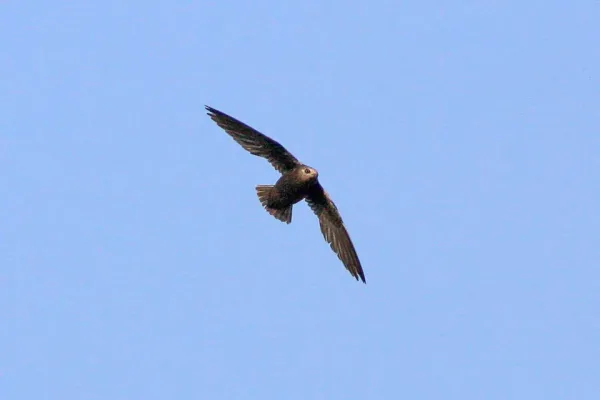 File:Great Dusky Swift (Cypseloides senex) (8077720432).jpg