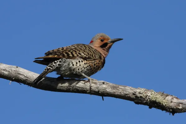 File:Colaptes auratus MP2.jpg