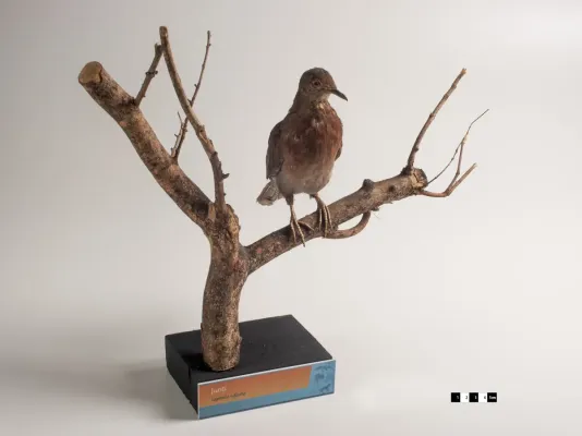 File:Leptotila rufaxilla taxidermied.jpg