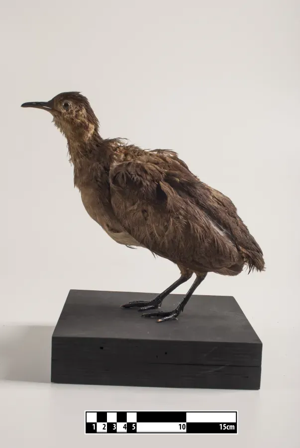 File:Crypturellus undulatus taxidermied.jpg