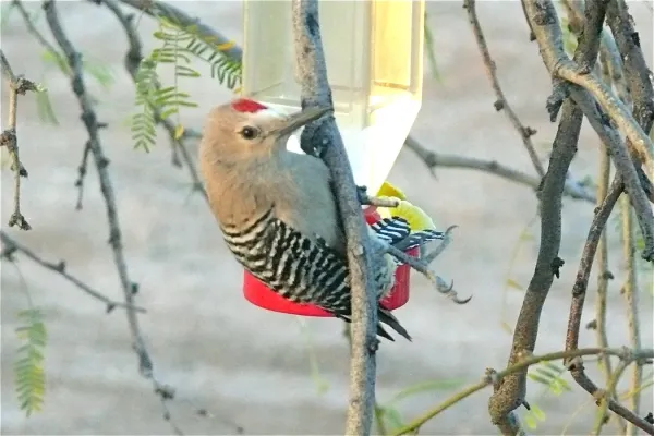 File:Gila Woodpecker (Melanerpes uropygialis) male.jpg