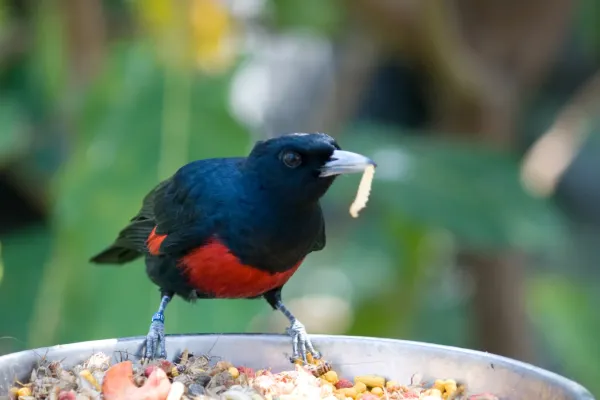 File:Black and Crimson Oriole ( Oriolus cruentus).jpg