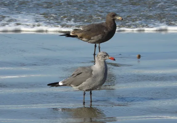 File:Larus heermanni ad 1st-w.jpg