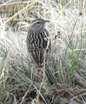 File:Upland Pipit Anthus sylvanus by Dr. Raju Kasambe DSCN3643 (1).jpg