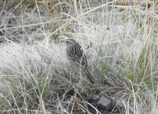 File:Upland Pipit Anthus sylvanus by Dr. Raju Kasambe DSCN3643 (4).jpg