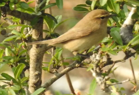 File:Aberrant Bush Warbler Horornis flavolivaceus by Dr. Raju Kasambe DSCN3403 (3).jpg