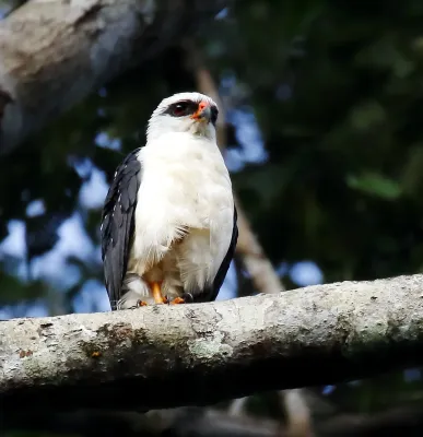 File:Leucopternis melanops - Black-faced hawk.jpg