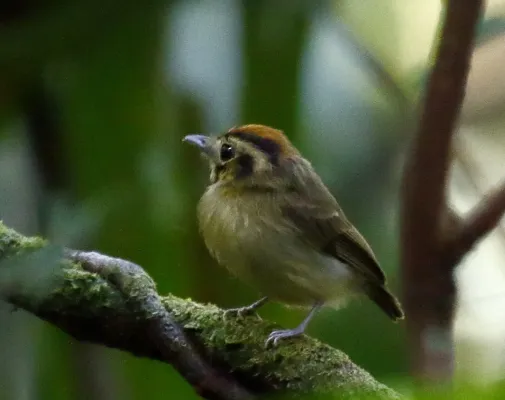 File:Platyrinchus coronatus - Golden-crowned spadebill.jpg