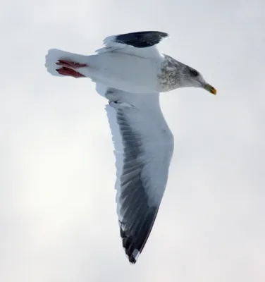 File:Larus schistisagus winter.jpg