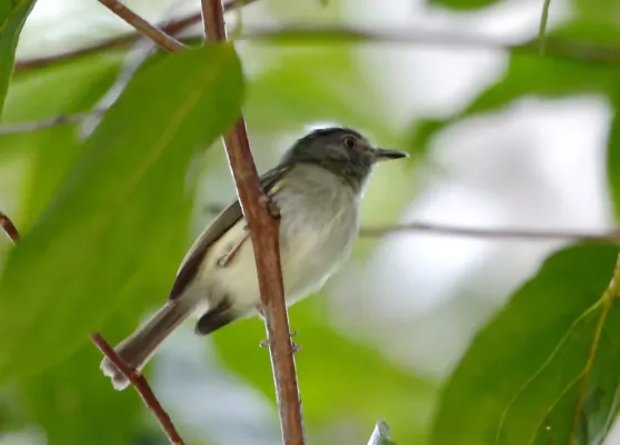 File:Lophotriccus vitiosus - Double-banded pygmy-tyrant.jpg