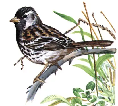 File:Zonotrichia querulaFVF14CB.jpg