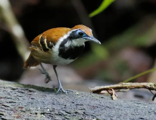 File:Myrmoderus ferrugineus - Ferruginous-backed antbird (female), Pte. Figueiredo, Amazonas, Brazil.jpg