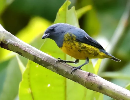 File:Euphonia plumbea - Plumbeous euphonia (male), Pte. Figueiredo, Amazonas, Brazil.jpg