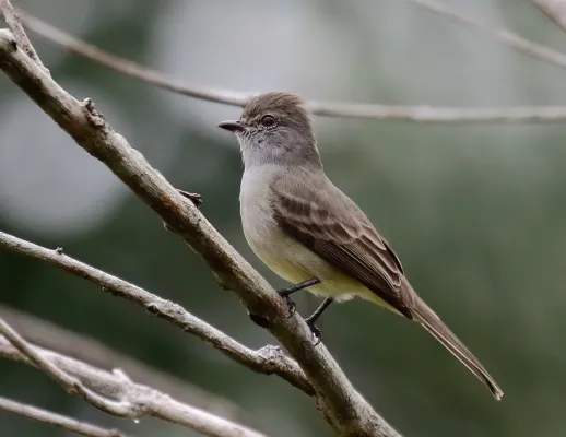 File:Sublegatus obscurior - Todd's scrub-flycatcher, Pte. Figueiredo, Amazonas, Brazil.jpg
