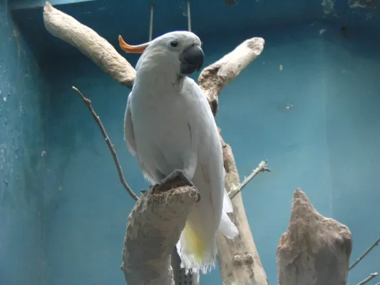 File:Cacatua sulphurea citrinocristata -Moscow Zoo-8a.jpg