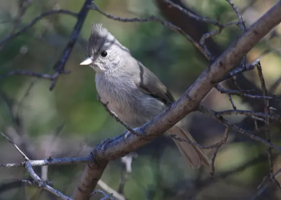 File:Baeolophus ridgwayi Arizona.jpg