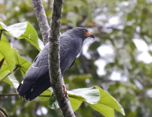 File:Helicolestes hamatus - Slender-billed kite, Careiro da Várzea, Amazonas, Brazil.jpg