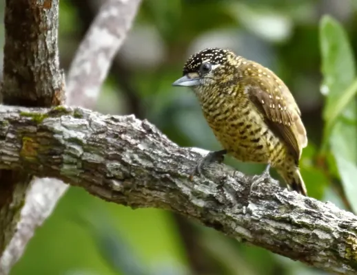File:Picumnus exilis buffonii - Golden-spangled Piculet (female); Pte. Figueiredo, Amazonas, Brazil.jpg