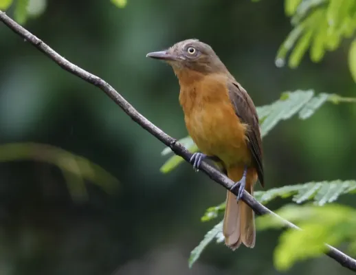 File:Attila bolivianus - White-eyed attila, Careiro da Várzea, Amazonas, Brazil.jpg