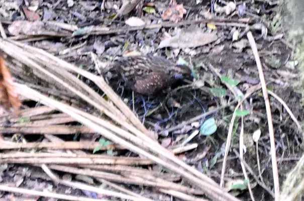 File:Odontophorus guttatus.jpg