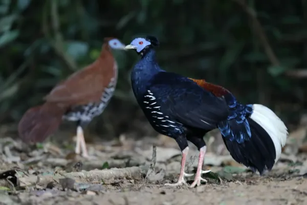 File:Lophura ignita.jpg