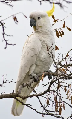 File:Cacatua galerita Tas 2.jpg