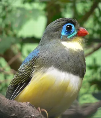 File:Sumatra-Trogon Apalharpactes mackloti 090501 We 223.JPG