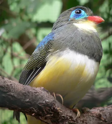 File:Sumatra-Trogon Apalharpactes mackloti 090501 We 225 (2).JPG