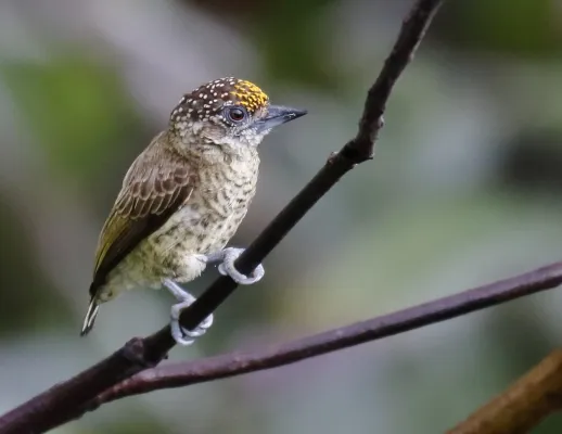 File:Picumnus aurifrons - Bar-breasted Piculet (male), Careiro da Várzea Amazonas, Brazil.jpg