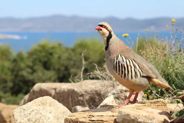 File:Alectoris chukar.jpg