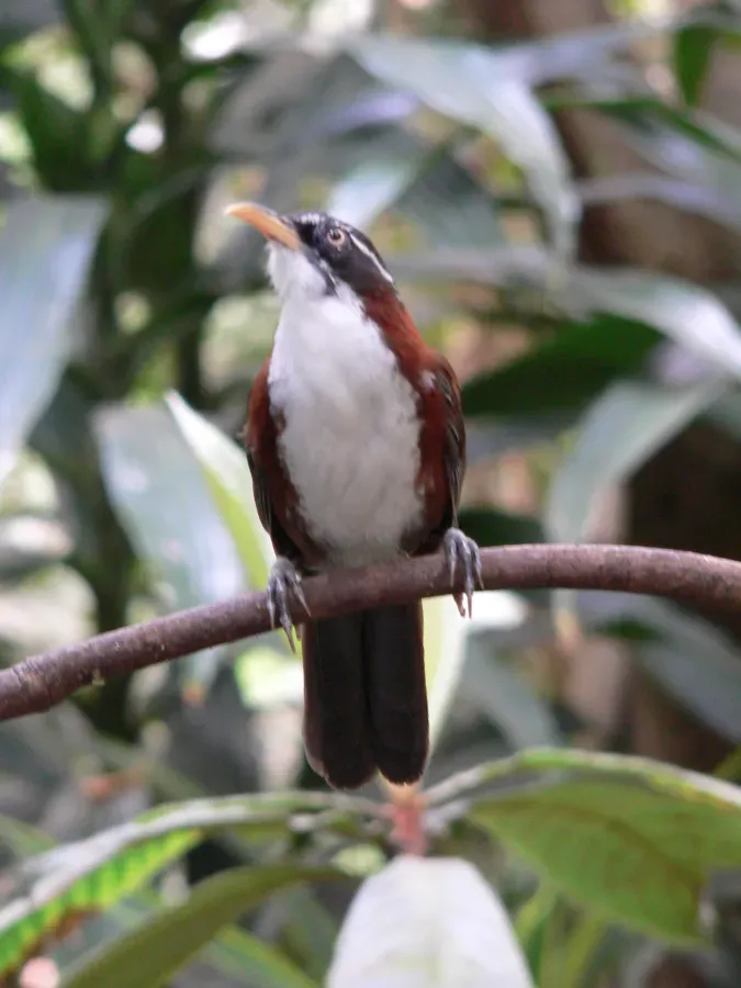 File:Rotrückensäbler Pomatorhinus montanus 01-05-2009.jpg
