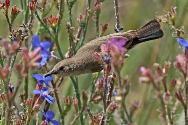 File:Palestine sunbird (Cinnyris osea osea) female.jpg