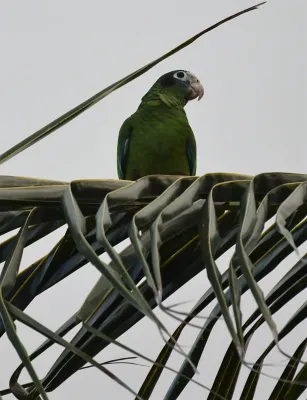 File:Blaukronenamazone (Amazona ventralis) .jpg