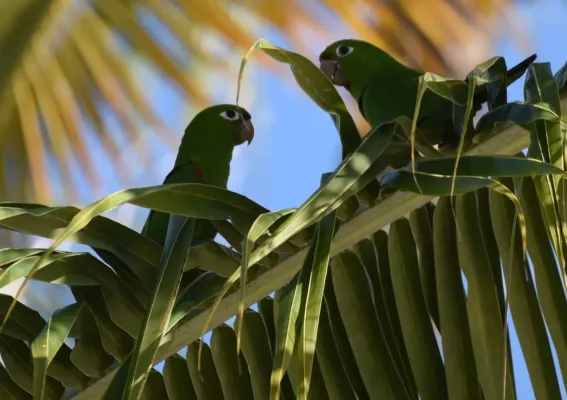 File:Haitisittich (Psittacara chloropterus).jpg