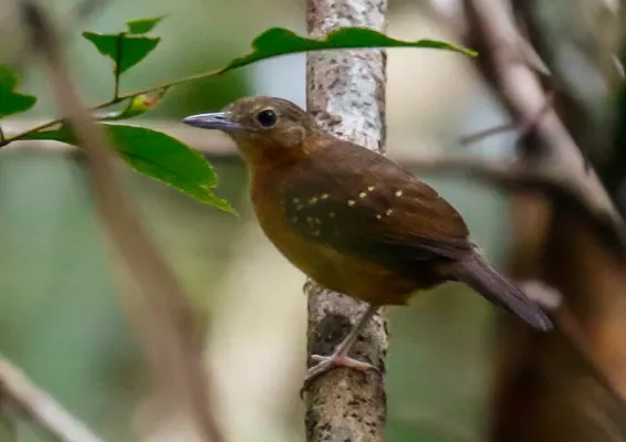 File:Myrmelastes humaythae - Humaita antbird (female), Careiro, Amazonas, Brazil 01.jpg