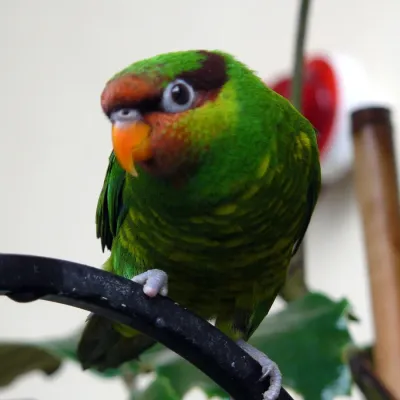 File:Mindanao Lorikeet (Trichoglossus johnstoniae)-3c.jpg