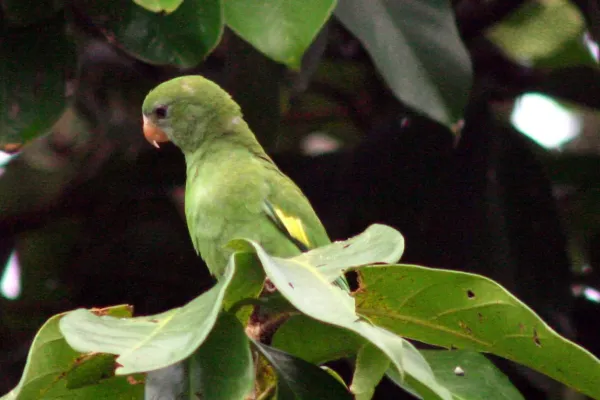 File:Brotogeris versicolurus -Leticia -Colombia-6.jpg