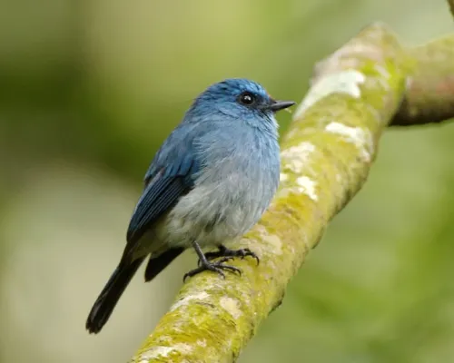 File:Indigo Flycatcher (Eumyias indigo).jpg