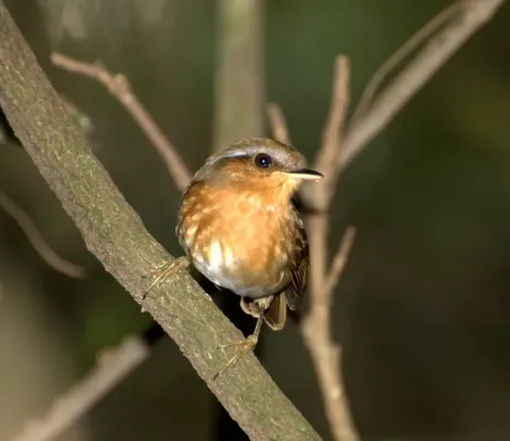 File:Conopophaga lineata.jpg
